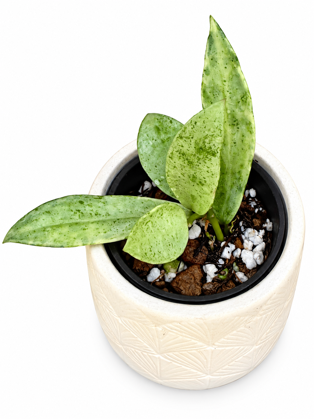 Hoya Winter Pandora | Rare Rooted Variegated Hoya