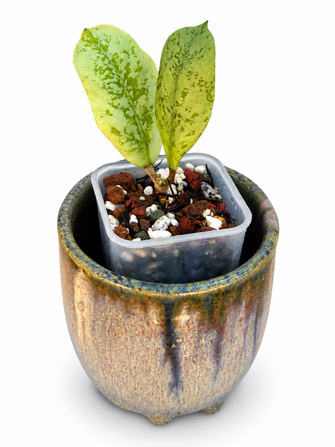 Rare Hoya 'Lorelai'| Rare Silver Wax Plant