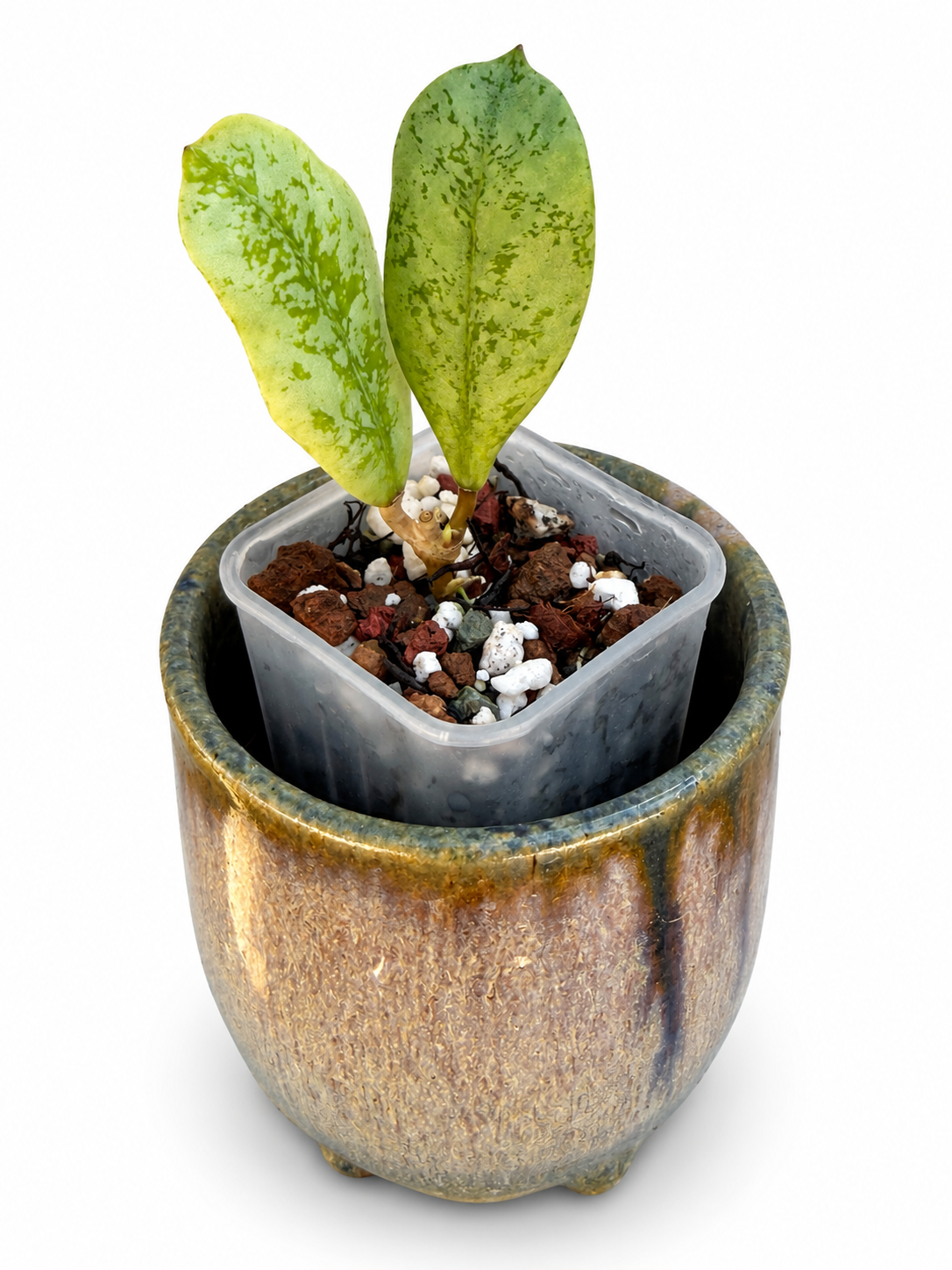 Rare Hoya 'Lorelai'| Rare Silver Wax Plant