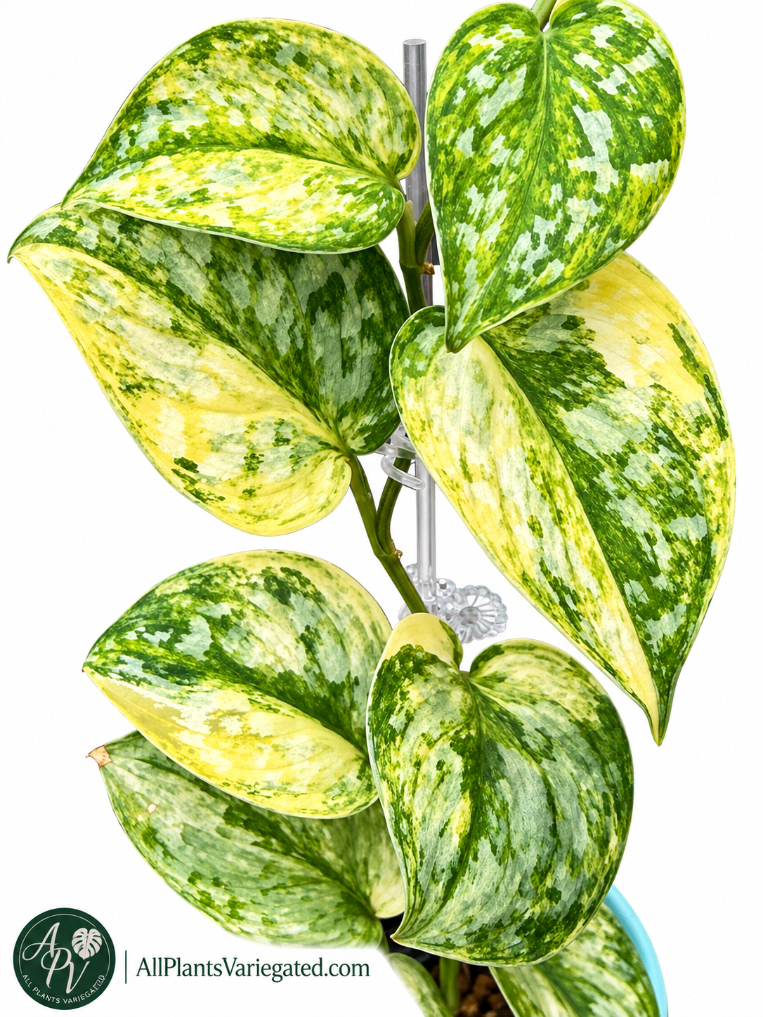 Scindapsus Geulis Variegated Unrooted Cutting | Rare Collector Aroid