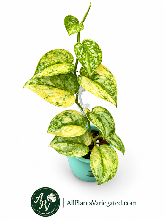 Scindapsus Geulis Variegated Unrooted Cutting | Rare Collector Aroid