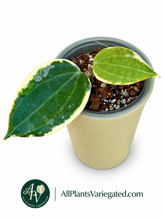 Hoya Latifolia Albo Round Form Variegated