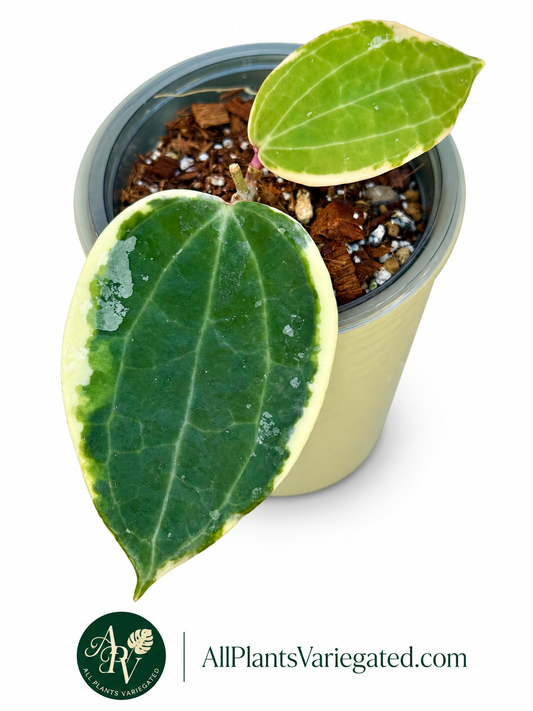 Hoya Latifolia Albo Round Form Variegated