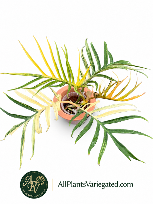 Philodendron Tortum Variegated