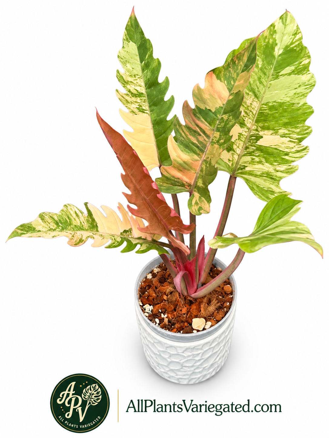 Philodendron Caramel Marble Variegated