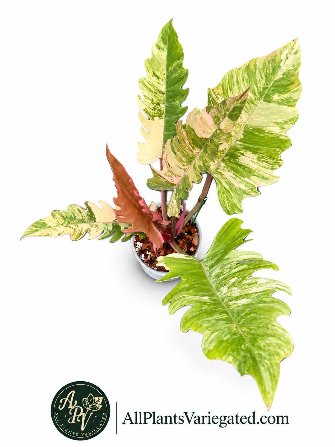 Philodendron Caramel Marble Variegated