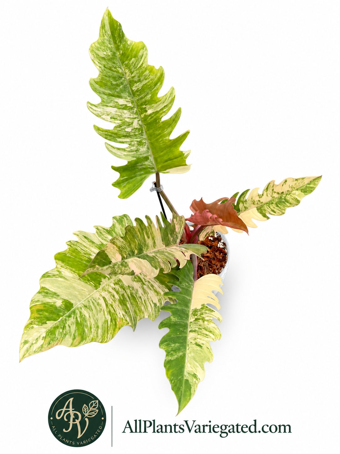 Philodendron Caramel Marble Variegated