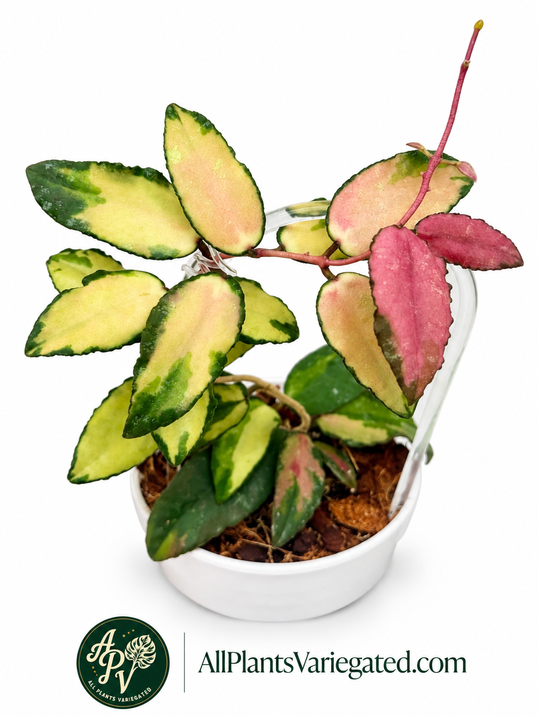 Hoya Caudata Variegated | Rare Variegated Hoya Cutting