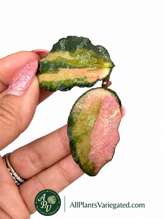 Hoya Caudata Variegated | Rare Variegated Hoya Cutting