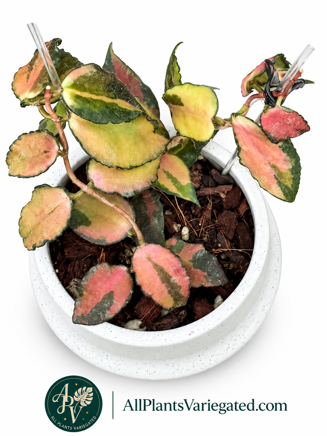Hoya Caudata Variegated | Rare Variegated Hoya Cutting