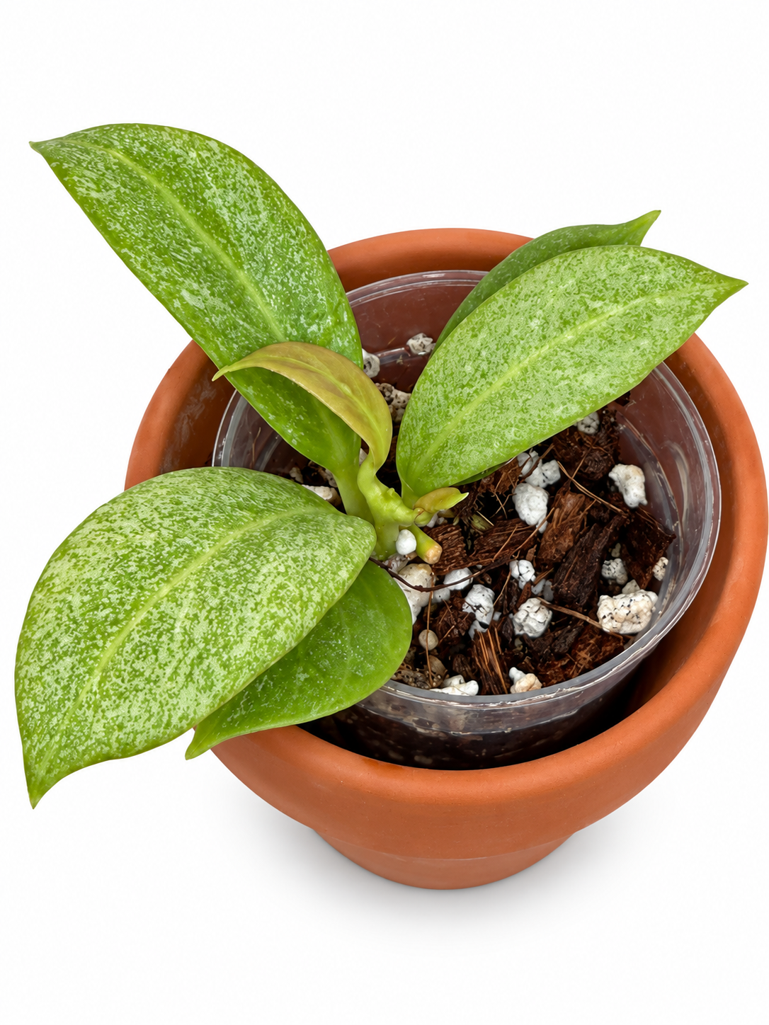 Hoya ‘Cryptic Chrome’ – Rare Exact Rooted Hoya Plant