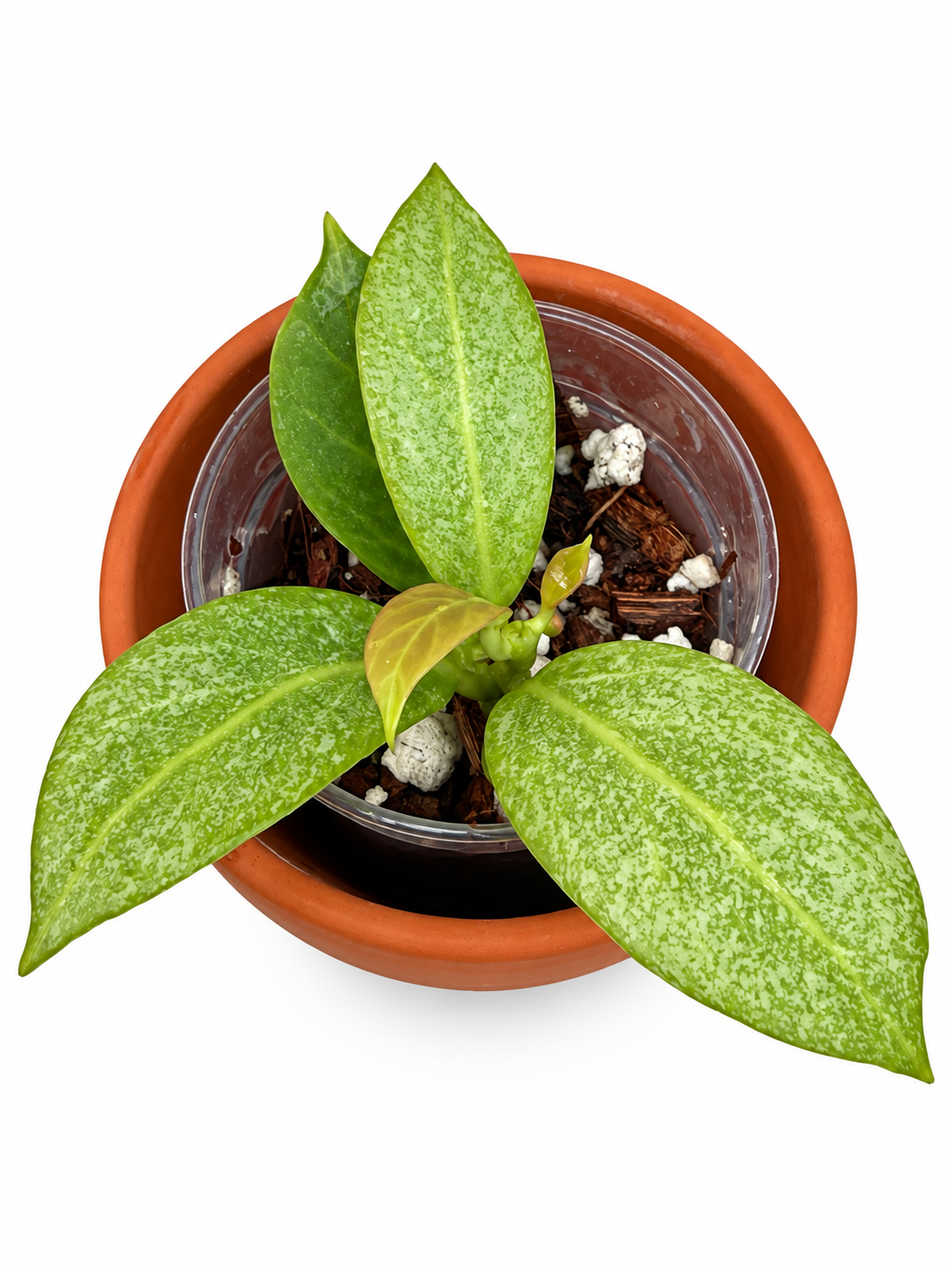 Hoya ‘Cryptic Chrome’ – Rare Exact Rooted Hoya Plant