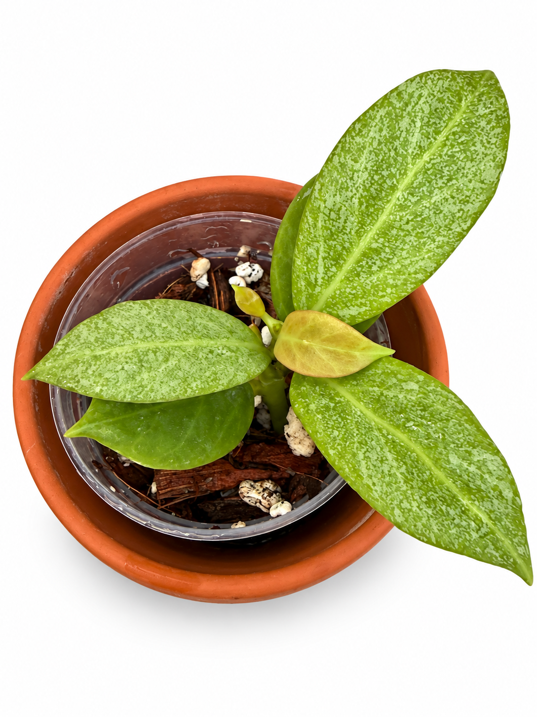 Hoya ‘Cryptic Chrome’ – Rare Exact Rooted Hoya Plant