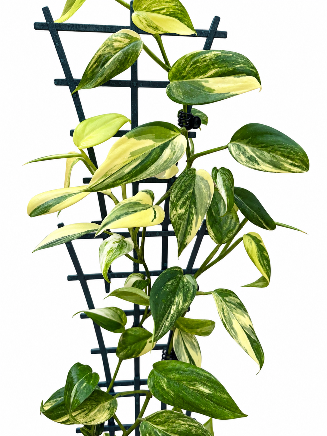 Scindapsus hederaceus ‘Aurea’ (Blue Aurea) – Rare Variegated Unrooted Cutting