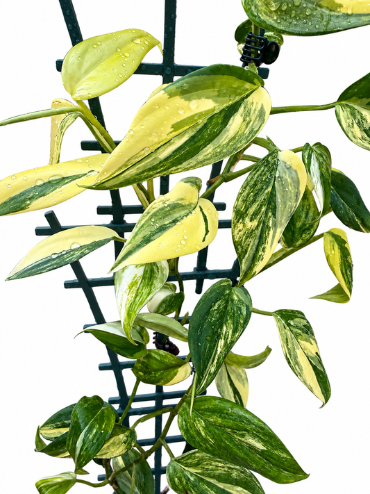 Scindapsus hederaceus ‘Aurea’ (Blue Aurea) – Rare Variegated Unrooted Cutting