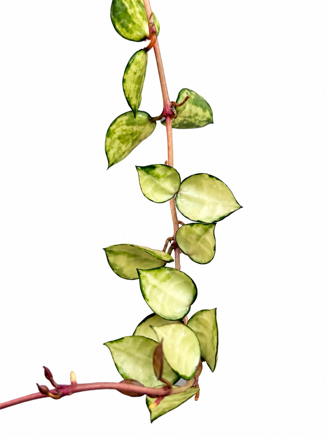 Hoya Lacunosa Asami Inner Variegated | Variegated Hoya Cutting