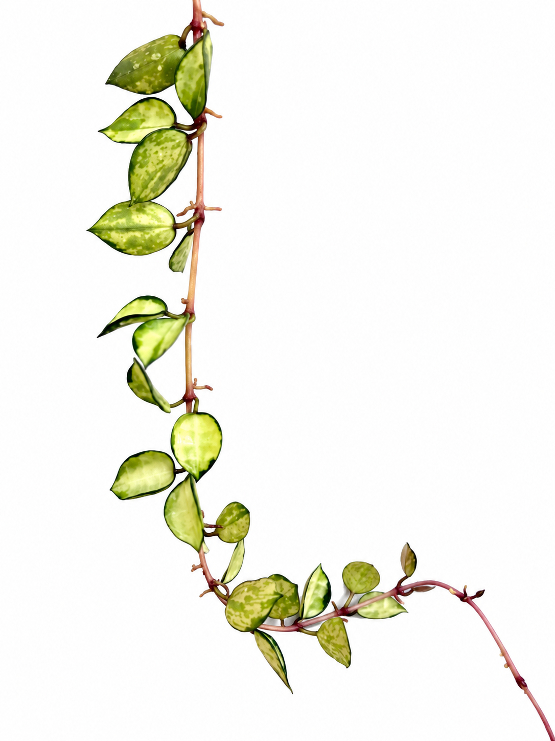 Hoya Lacunosa Asami Inner Variegated | Variegated Hoya Cutting