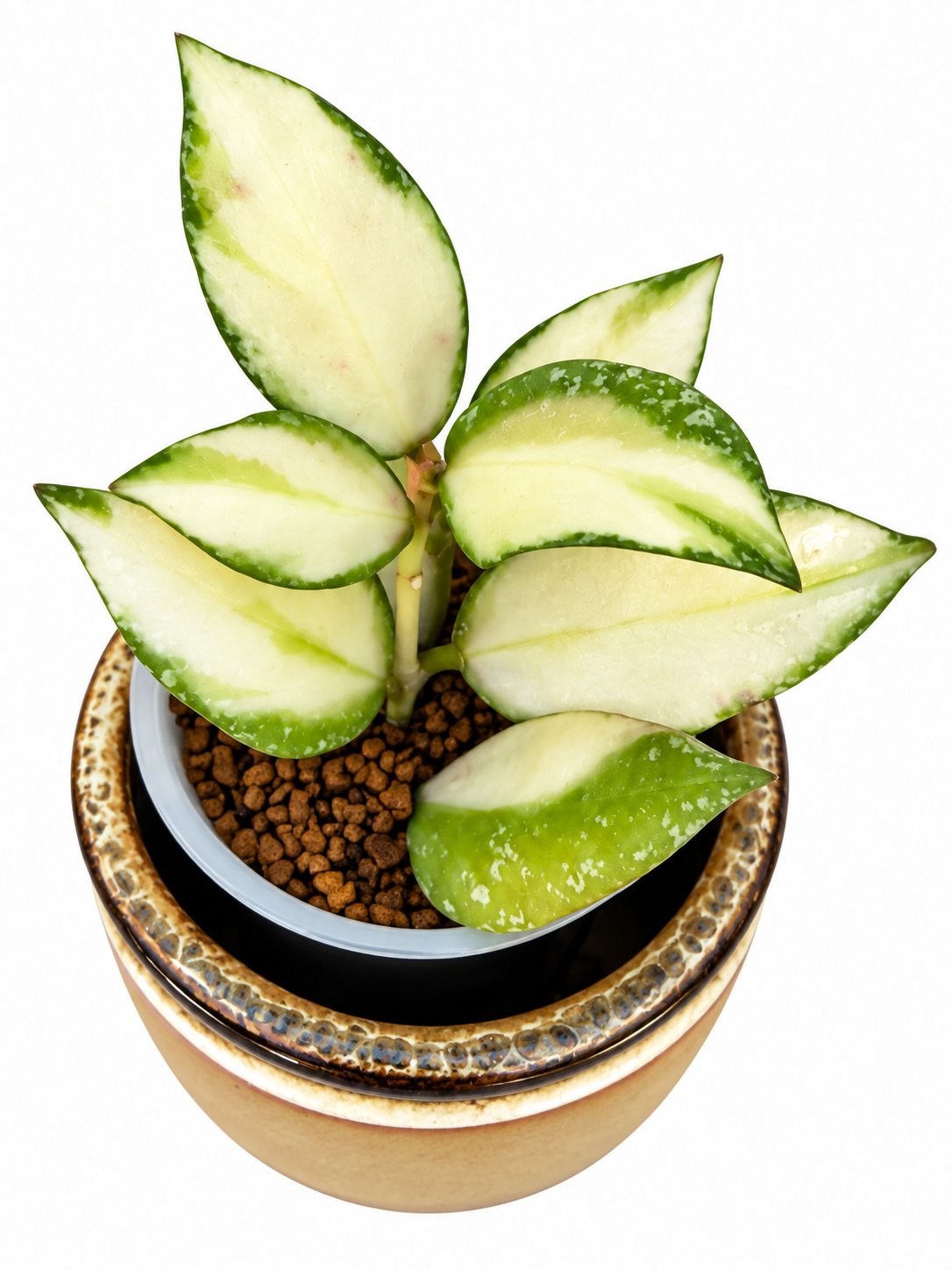 Hoya Nabawanensis Variegated | Rare Variegated Hoya