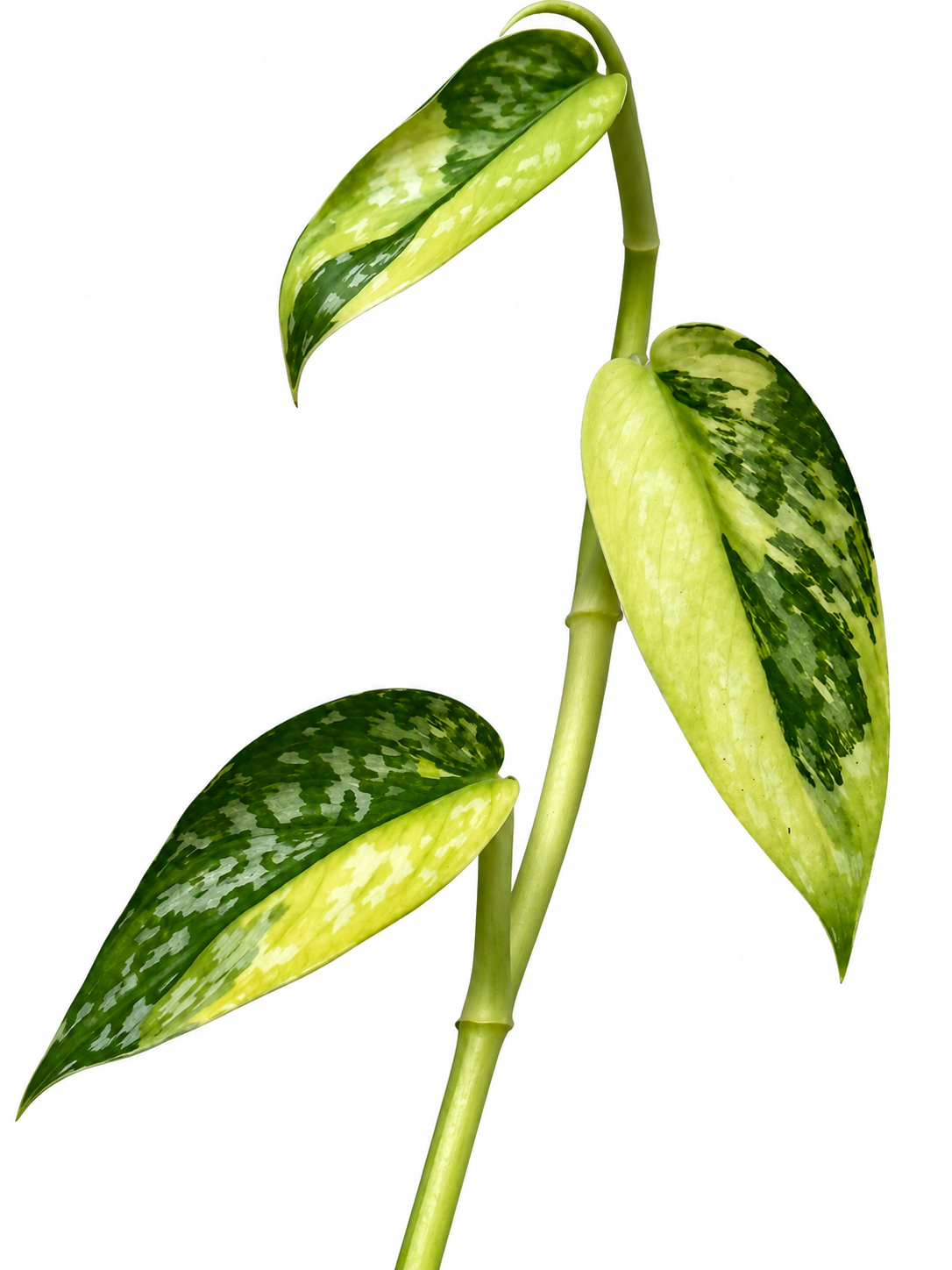 Scindapsus pictus ‘Lakambini’ – Rare Aroid Unrooted Cutting