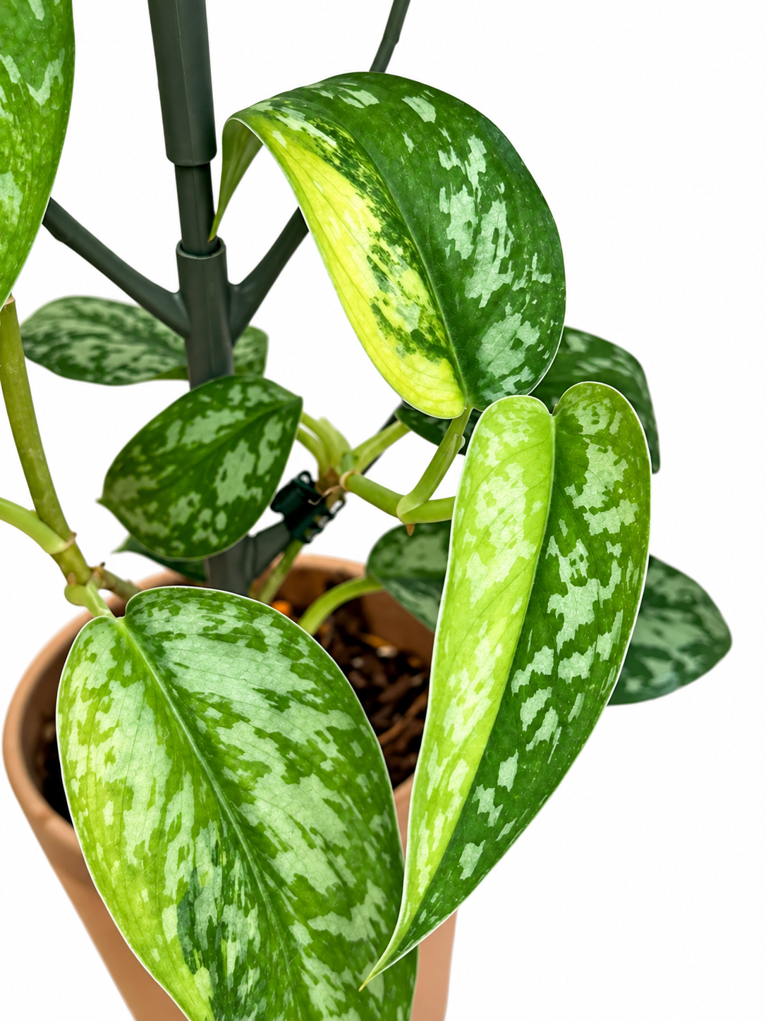 Scindapsus pictus ‘Lakambini’ – Rare Aroid Unrooted Cutting