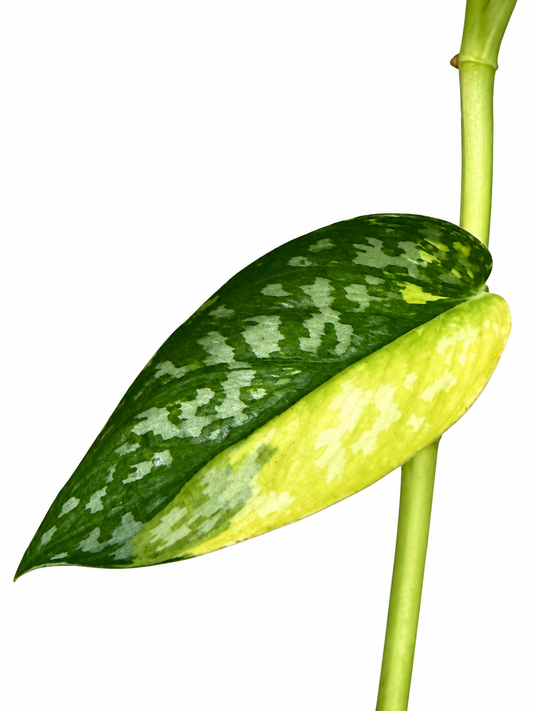 Scindapsus pictus ‘Lakambini’ – Rare Aroid Unrooted Cutting
