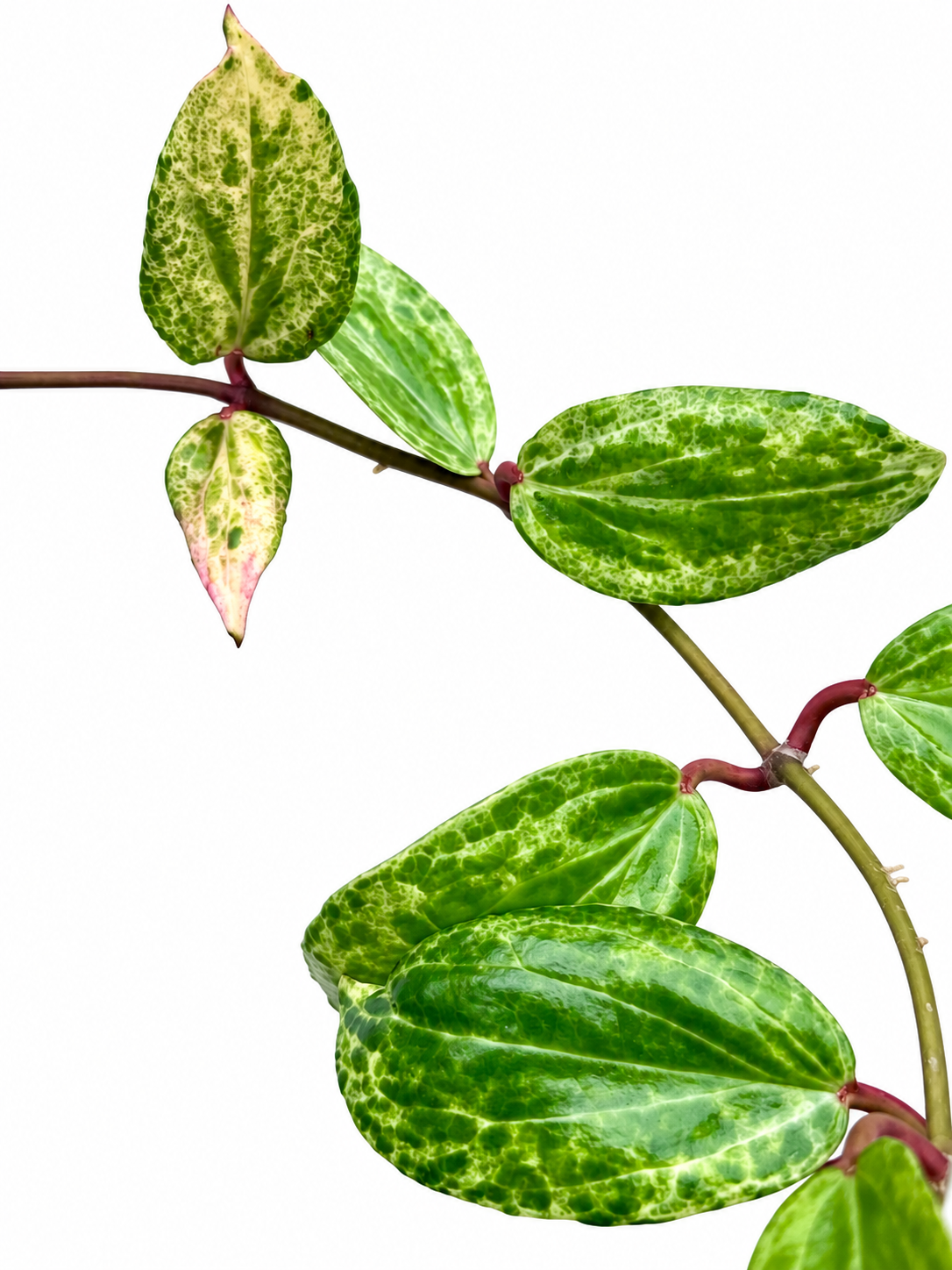 Hoya ‘Crocodile’ – Rare Hoya Unrooted Cutting
