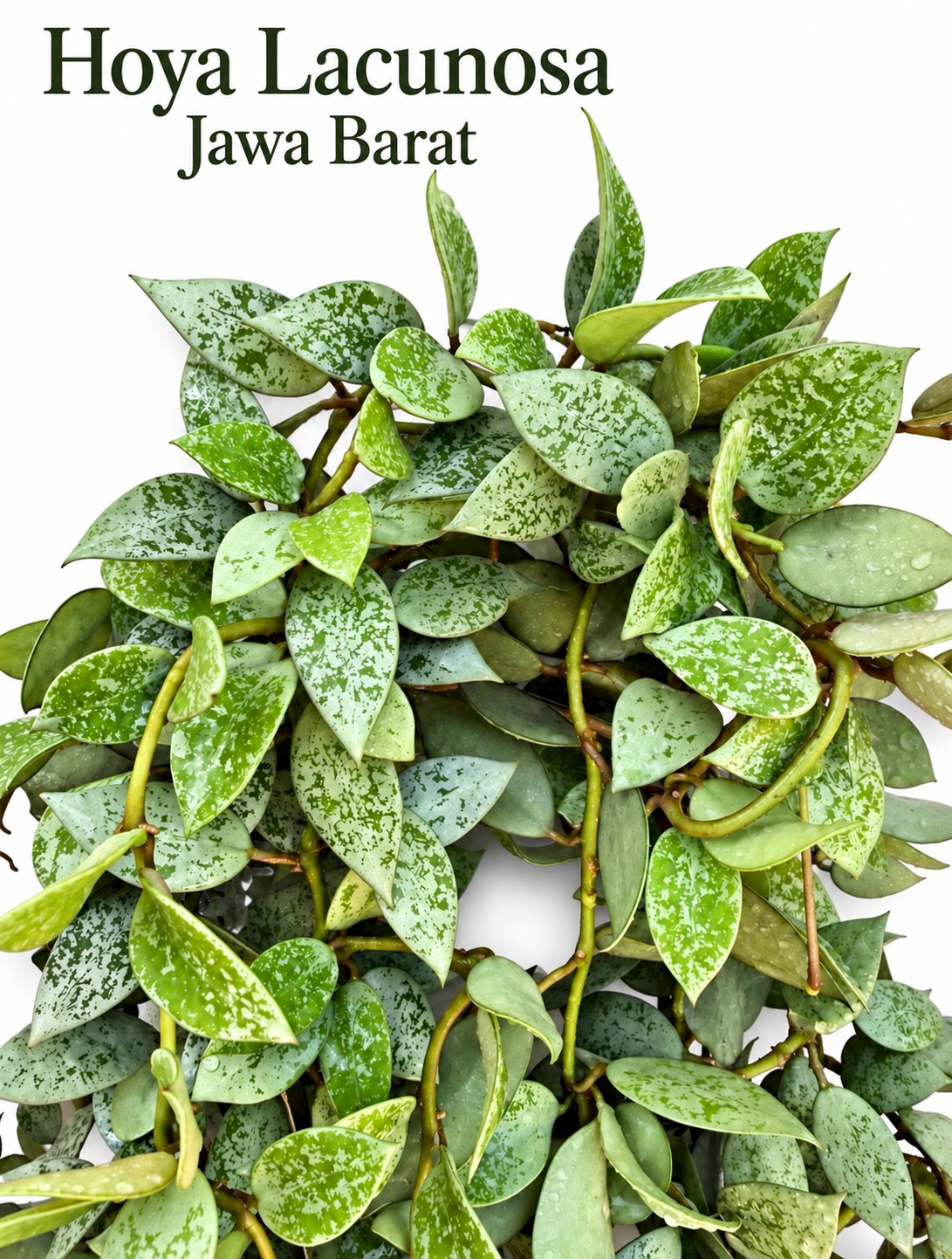 Hoya Lacunosa Variegated Collection – 4 Rare Varieties | Minara, Souma, Jawa Barat & Asami