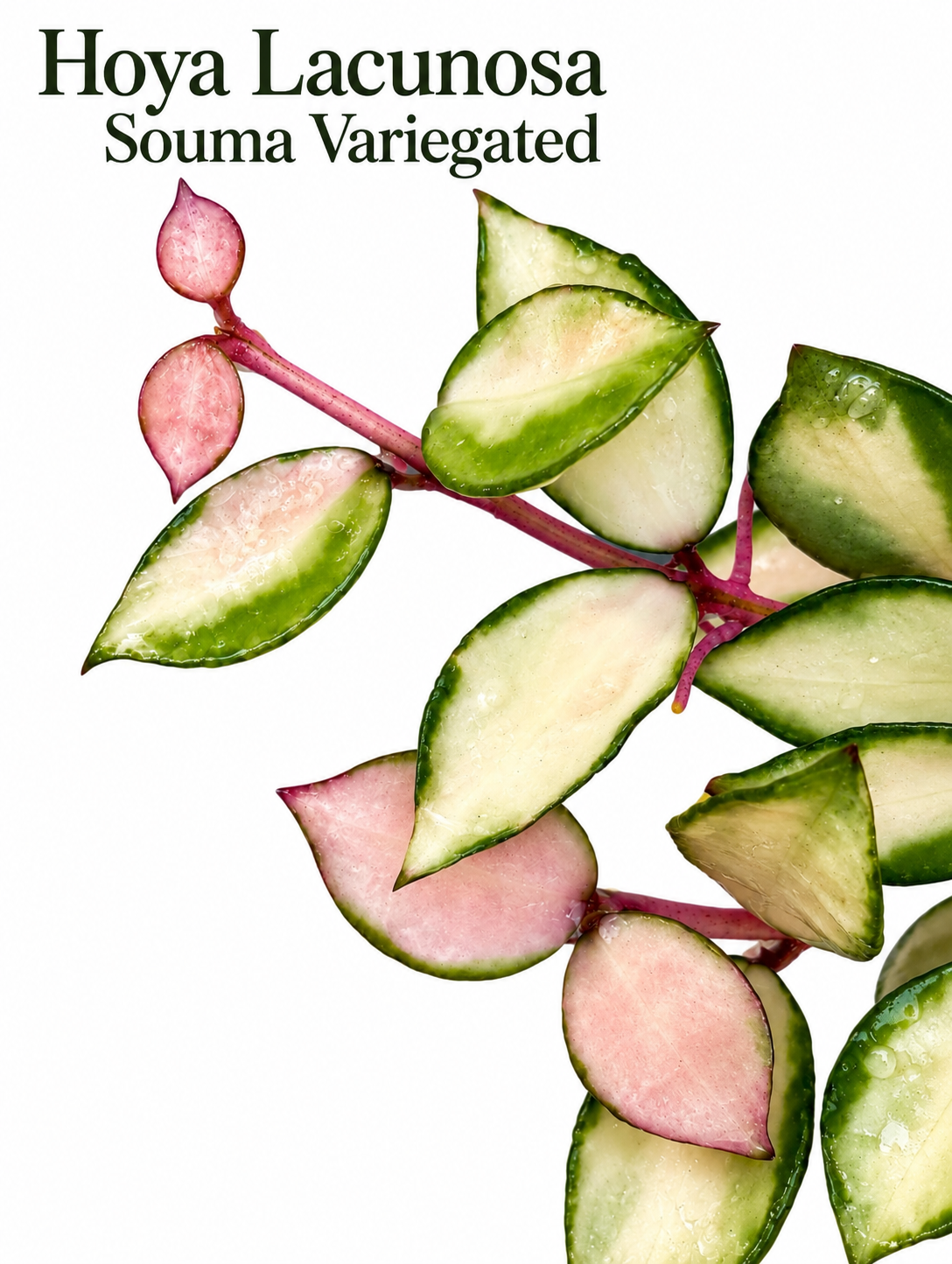 Hoya Lacunosa Variegated Collection – 4 Rare Varieties | Minara, Souma, Jawa Barat & Asami