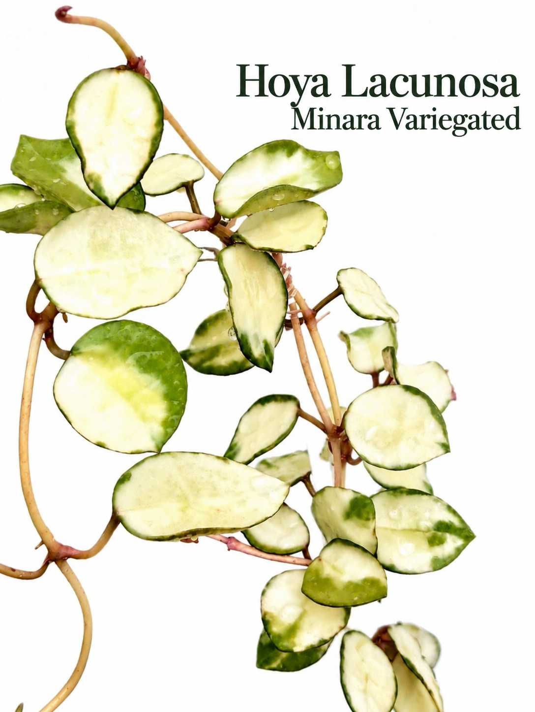 Hoya Lacunosa Variegated Collection – 4 Rare Varieties | Minara, Souma, Jawa Barat & Asami
