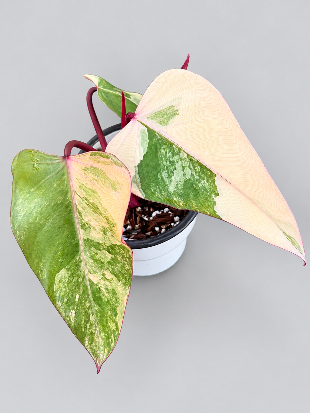 Philodendron Strawberry Shake