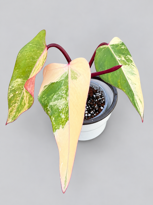 Philodendron Strawberry Shake