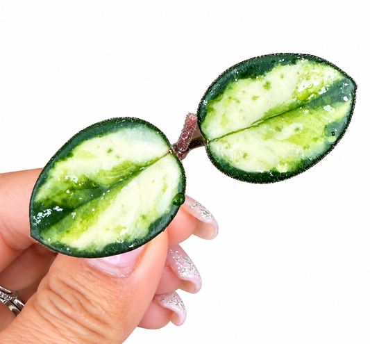 Hoya Mathilde Variegated |Variegated Hoya Cutting