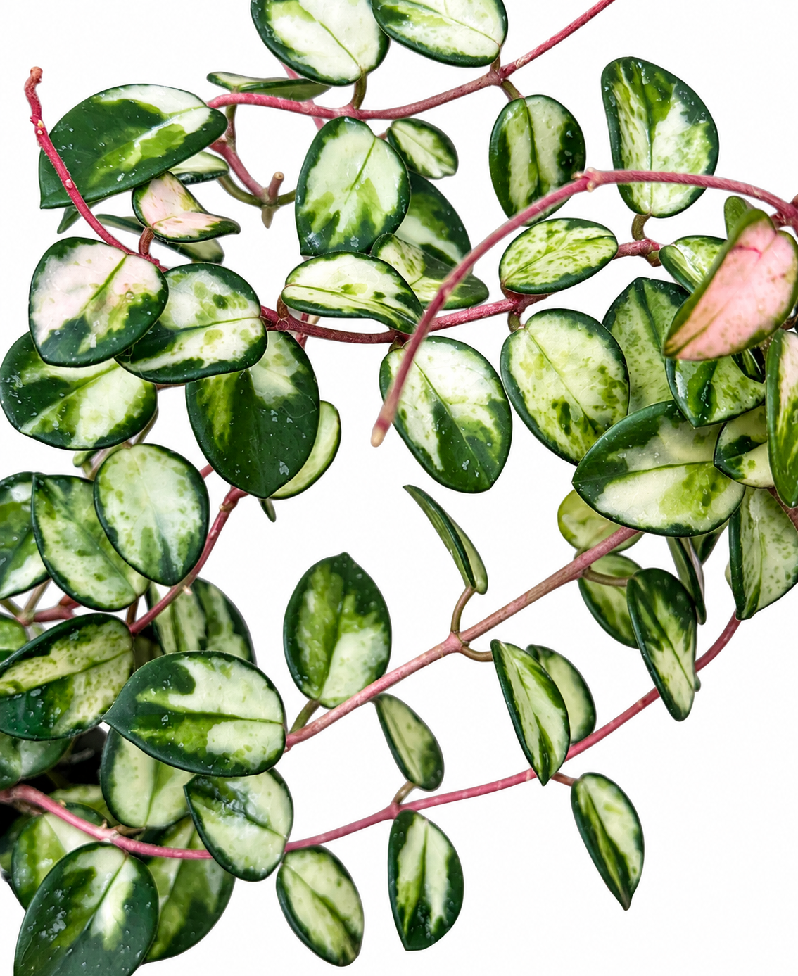 Hoya Mathilde Variegated |Variegated Hoya Cutting