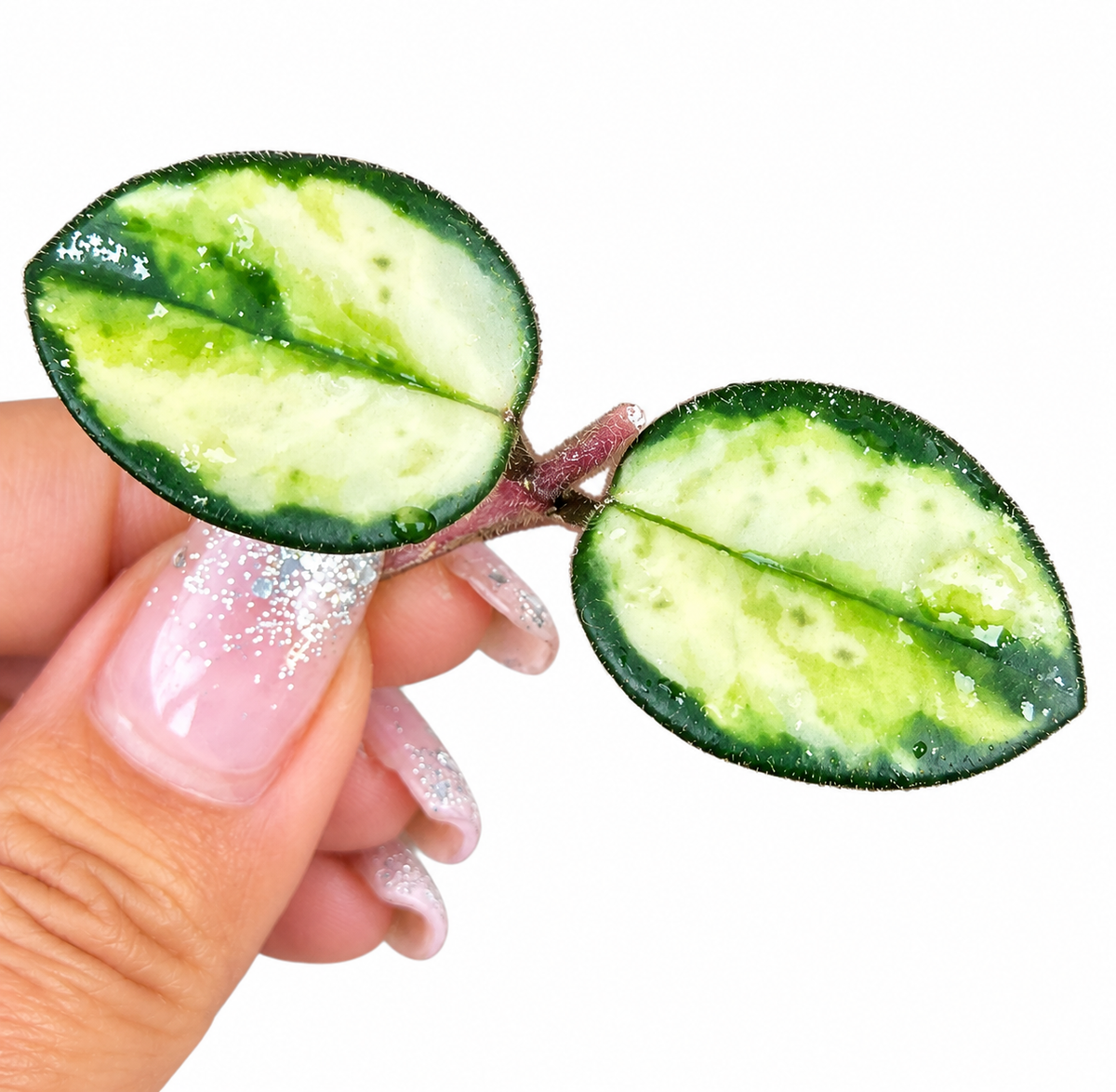 Hoya Mathilde Variegated |Variegated Hoya Cutting