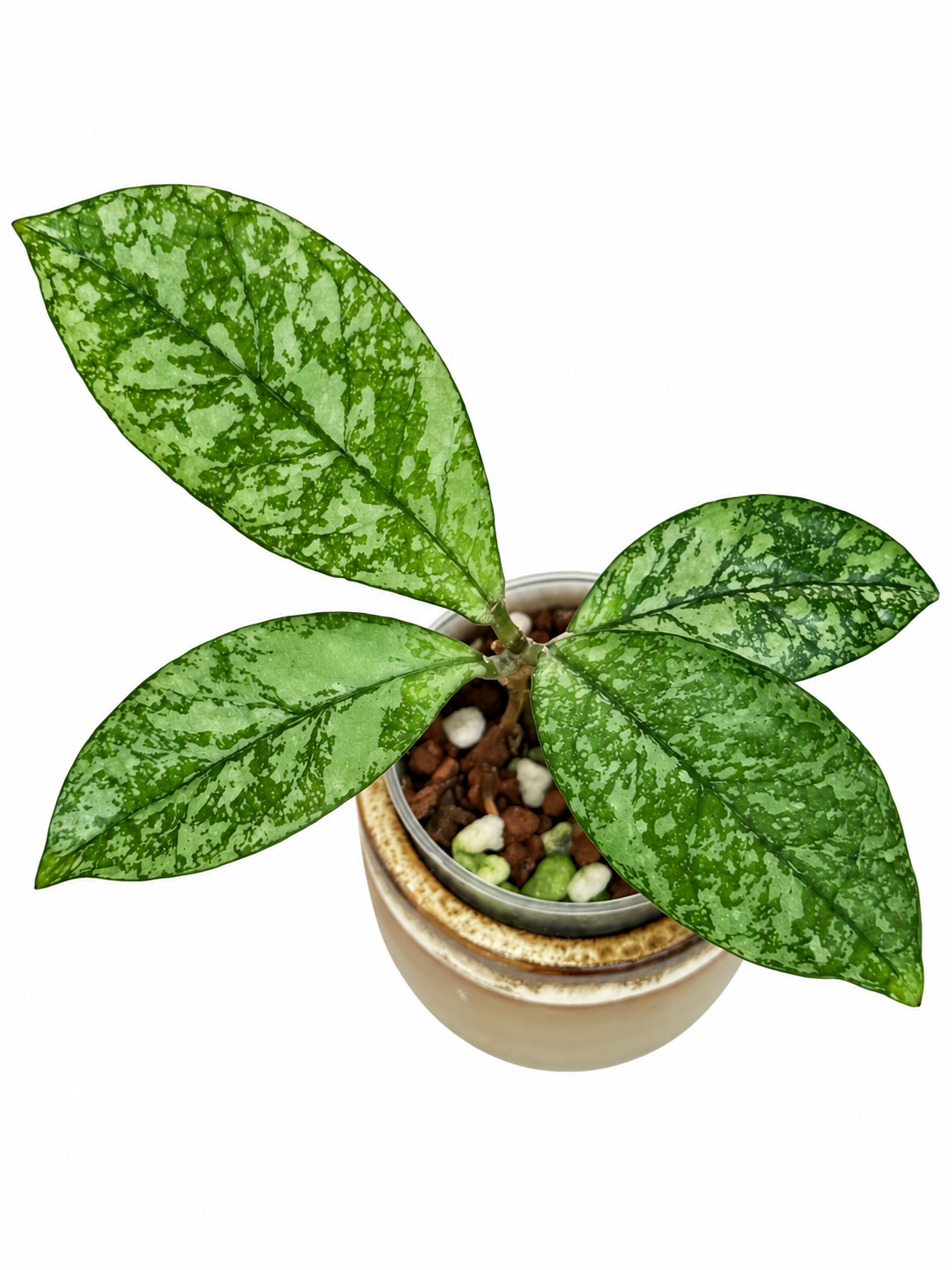 Rare Hoya Crassipetiolata Splash | Rooted Plant