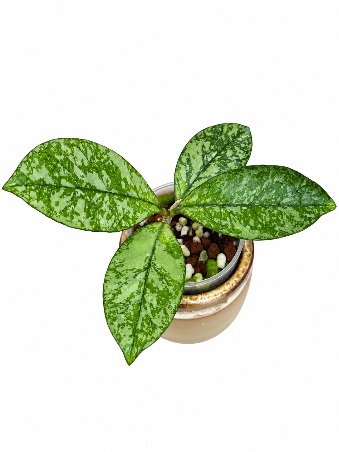 Rare Hoya Crassipetiolata Splash | Rooted Plant