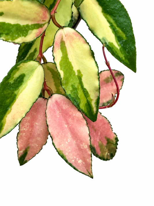 Hoya Caudata Variegated | Rare Variegated Hoya Cutting