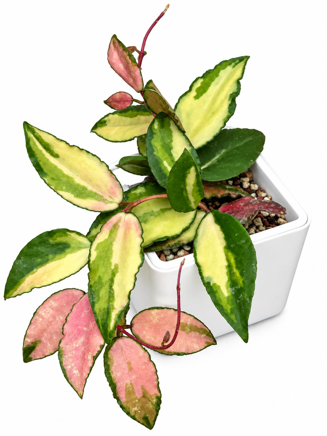 Hoya Caudata Variegated | Rare Variegated Hoya Cutting