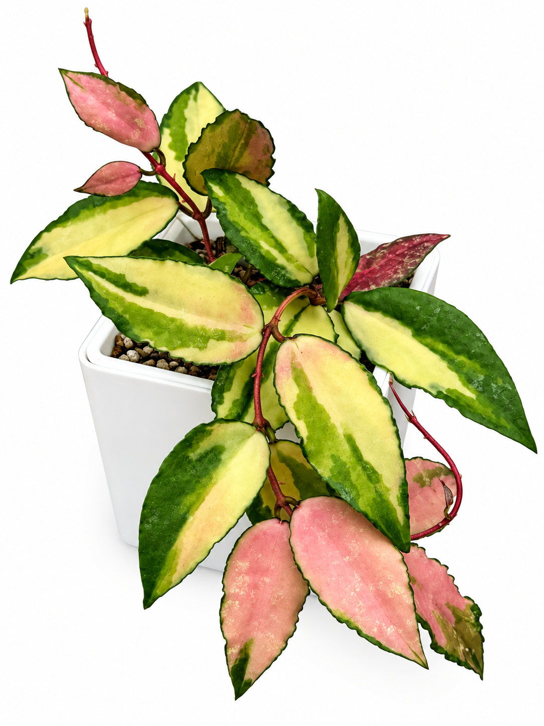 Hoya Caudata Variegated | Rare Variegated Hoya Cutting