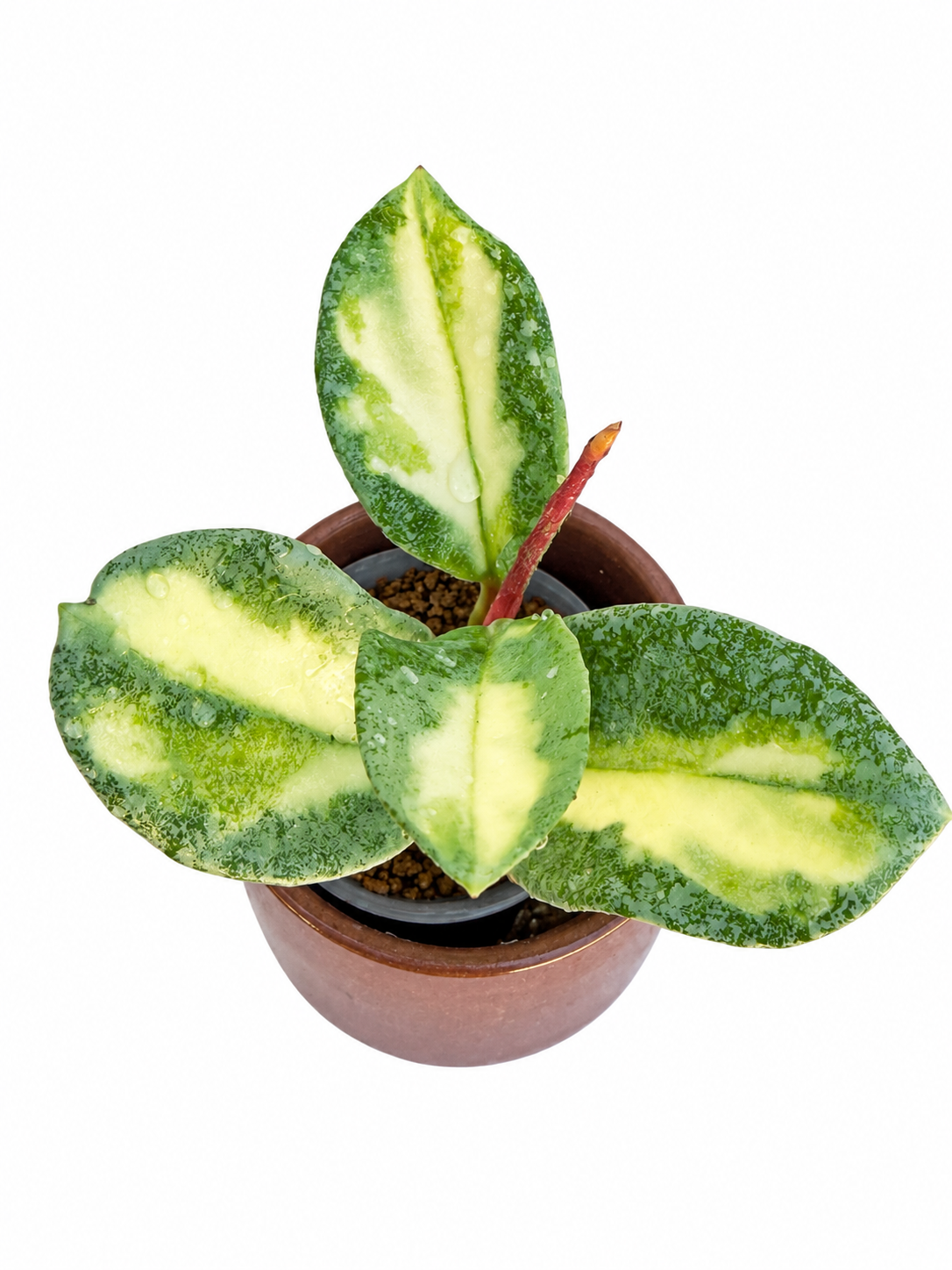 Hoya Carnosa ‘Argentea Princess’ – Rare Variegated Hoya Exact Rooted Plant