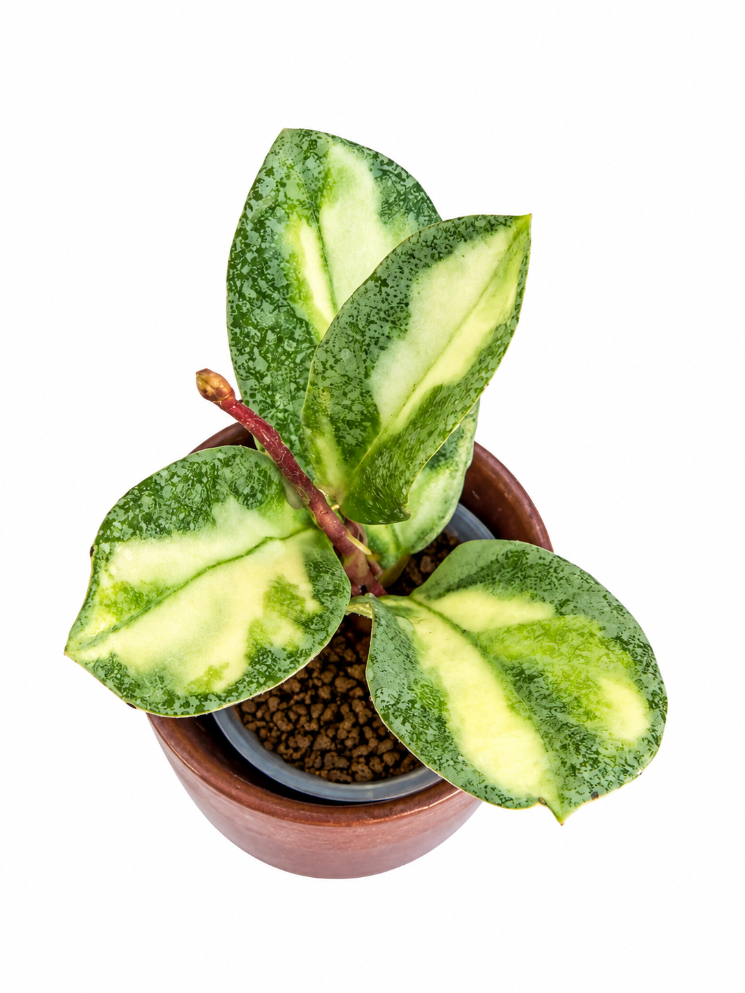 Hoya Carnosa ‘Argentea Princess’ – Rare Variegated Hoya Exact Rooted Plant