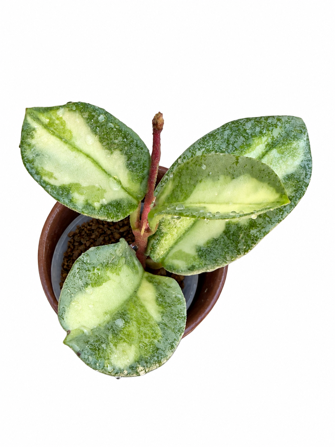Hoya Carnosa ‘Argentea Princess’ – Rare Variegated Hoya Exact Rooted Plant