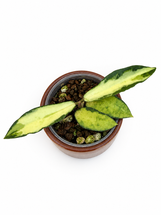 RARE Hoya Phuwuaensis Variegated