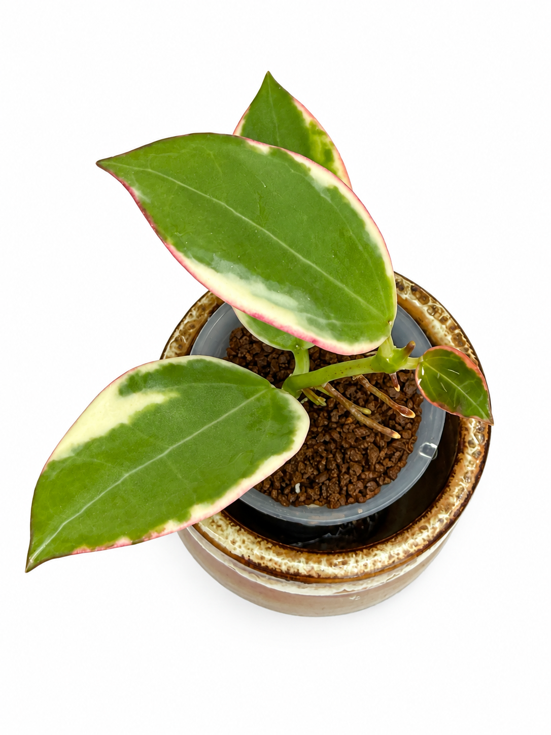 Hoya sp. Para Albo (Albomarginata) – Rare Variegated Hoya Exact Rooted Plant