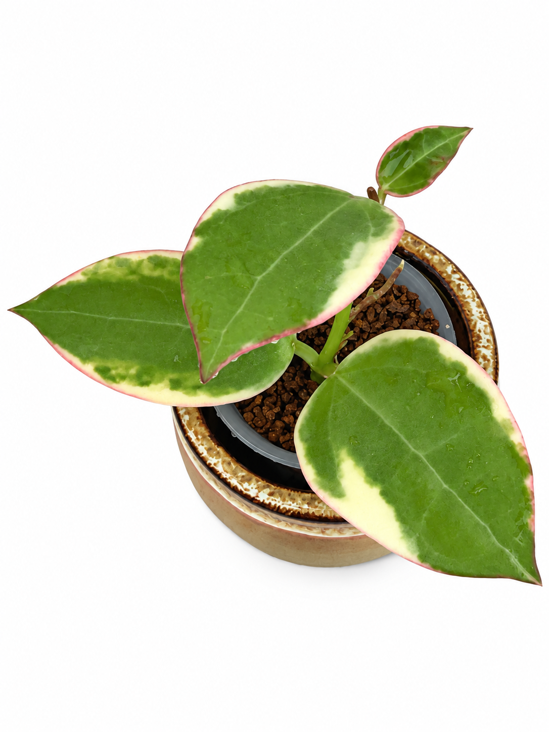 Hoya sp. Para Albo (Albomarginata) – Rare Variegated Hoya Exact Rooted Plant