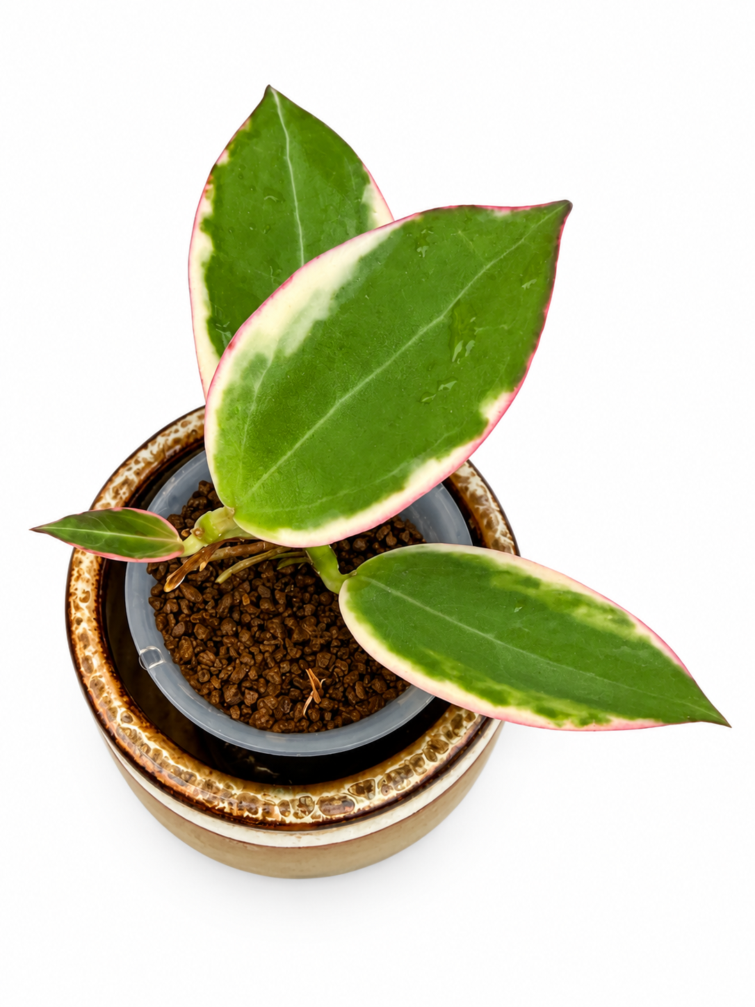 Hoya sp. Para Albo (Albomarginata) – Rare Variegated Hoya Exact Rooted Plant