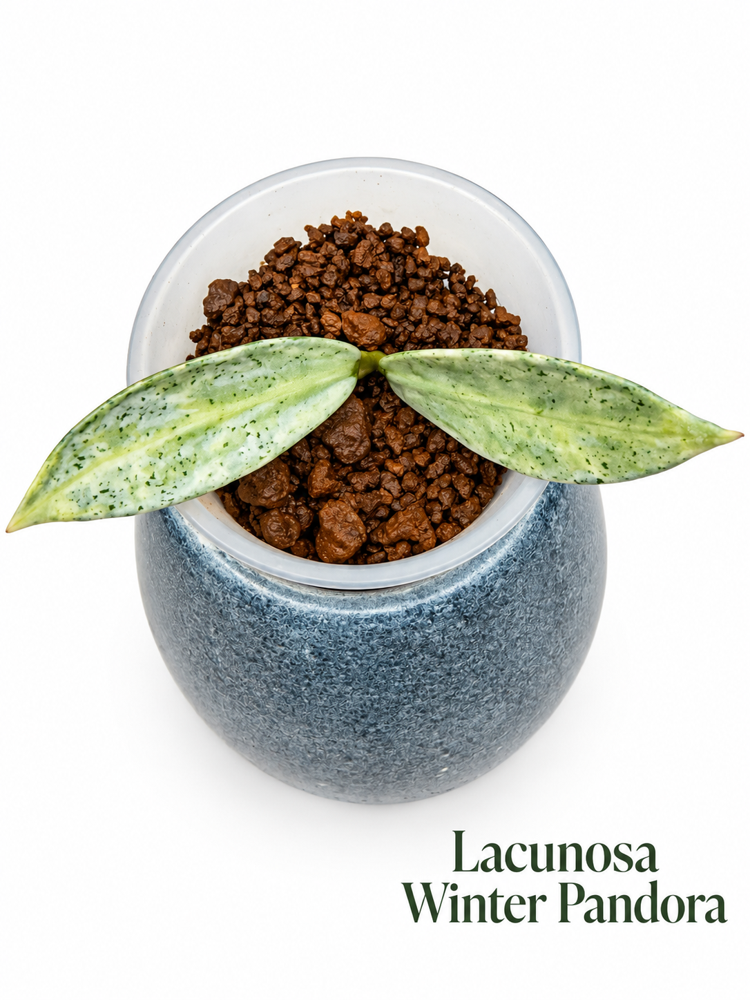 Hoya Lacunosa Rare 5-Unrooted Cutting Combo – Minara | Kirana | Winter Pandora | Princess Lumina | Asami