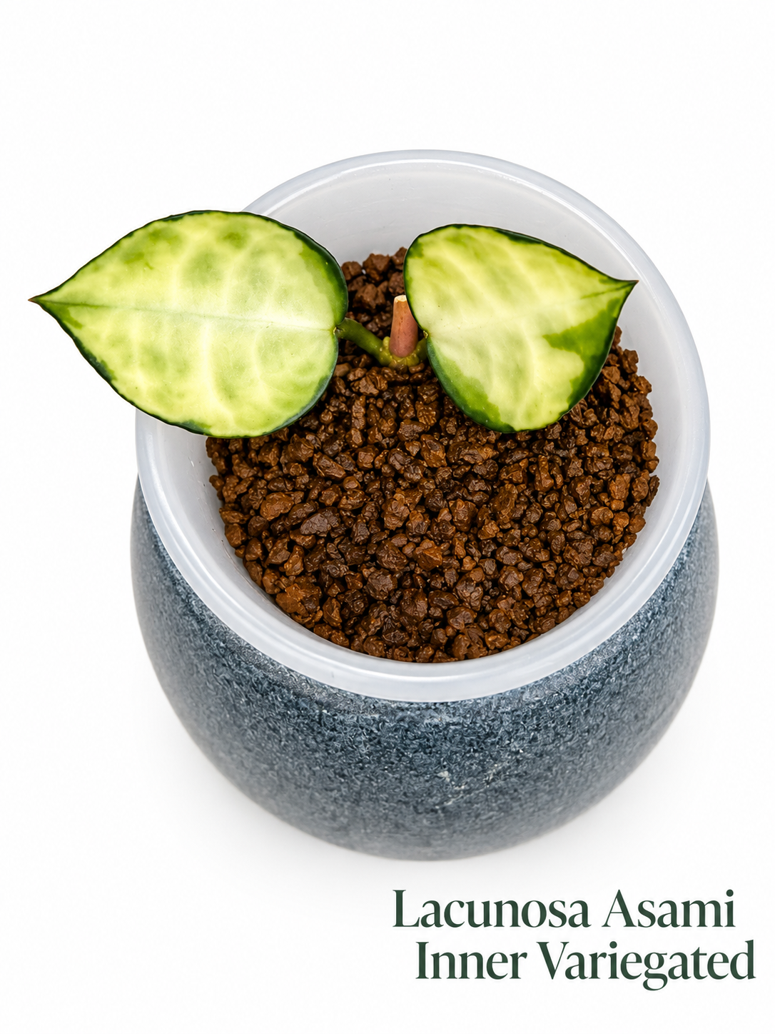 Hoya Lacunosa Rare 5-Unrooted Cutting Combo – Minara | Kirana | Winter Pandora | Princess Lumina | Asami