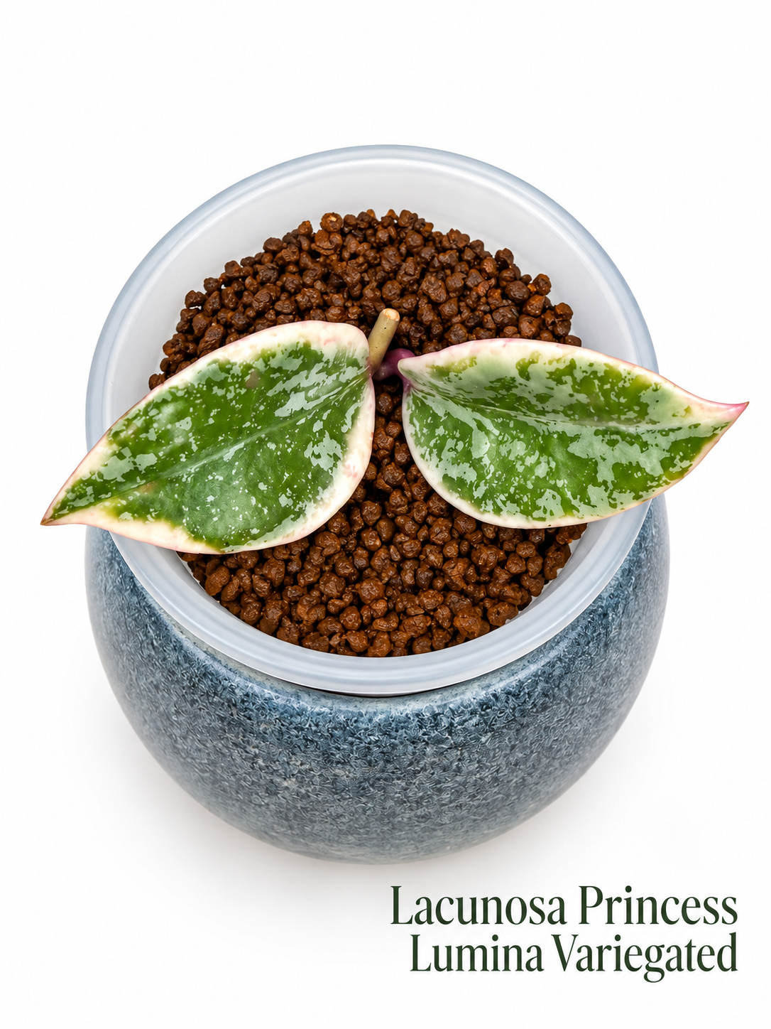 Hoya Lacunosa Rare 5-Unrooted Cutting Combo – Minara | Kirana | Winter Pandora | Princess Lumina | Asami