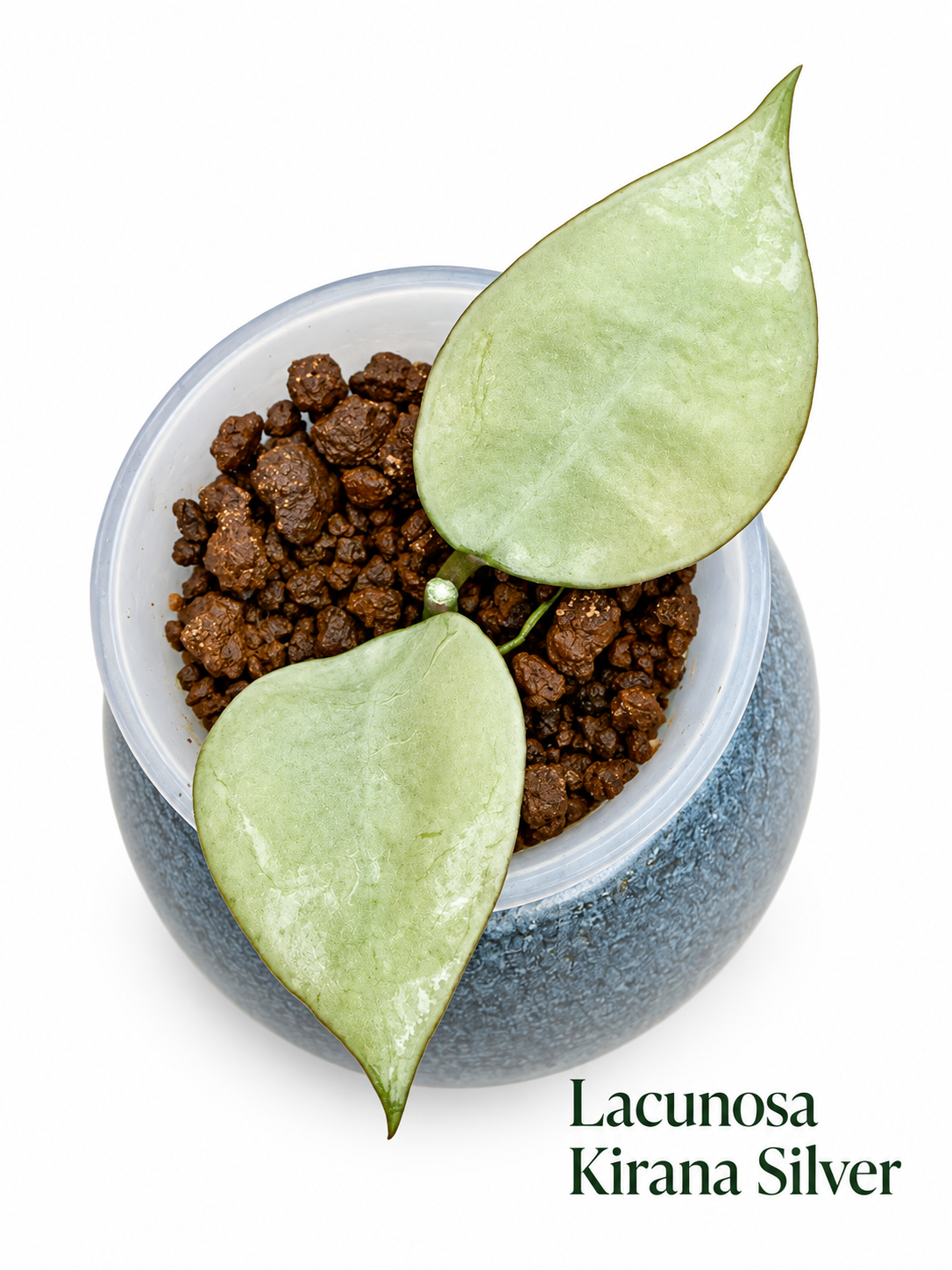 Hoya Lacunosa Rare 5-Unrooted Cutting Combo – Minara | Kirana | Winter Pandora | Princess Lumina | Asami